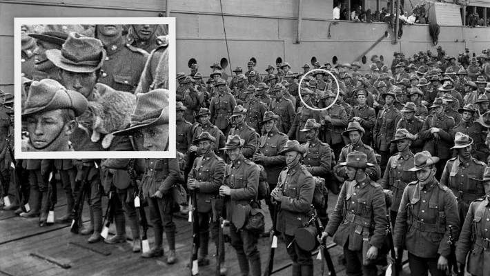 Os gatos nas Guerras