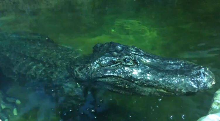 Saturn, o jacaré sobrevivente da Segunda Guerra Mundial, morreu no Zoológico da Rússia